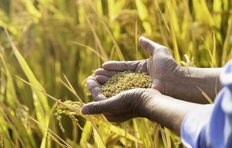 Harvest Harvest